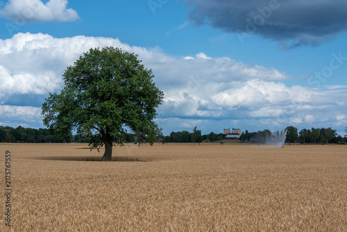 One tree standing alone in crop field