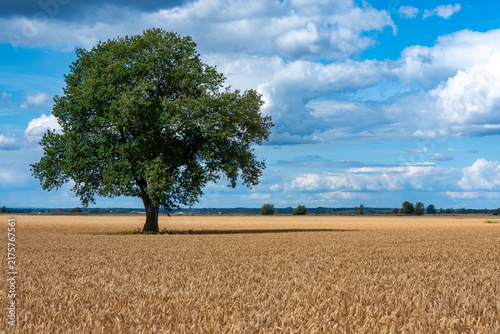 One tree standing alone in crop field