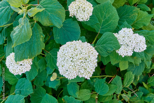 Cuadro en lienzo beautiful flowering plants hydrangea arborescens in the spring evening city flower bed near the house