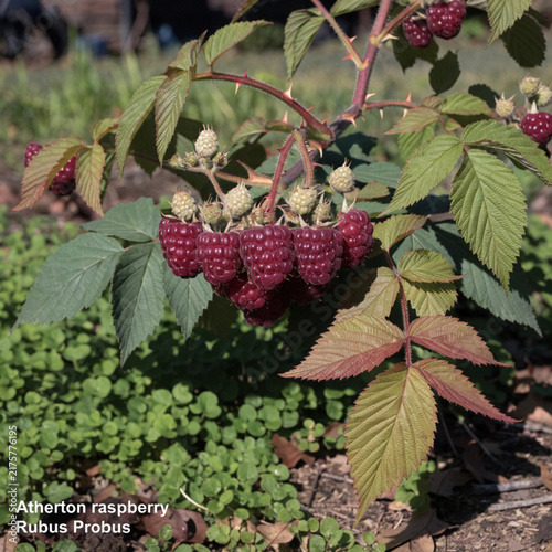 Atherton raspberry plant (Rubus Probus) in the garden.
