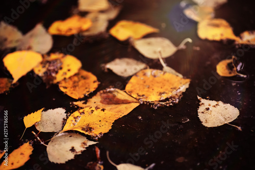 Canvas Print Beautiful Nature Autumn landscape