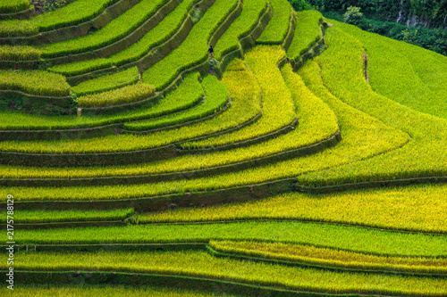 Fotografía A scene of golden, ripening rice on the terraced fields of Mu Cang Chai, Yen Bai Province, Vietnam