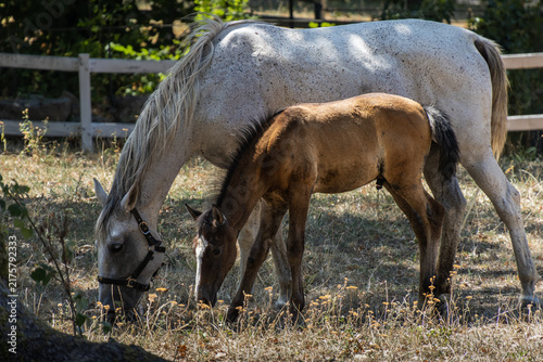 Obraz na plátně Brown Foal Grazing Beside White Lipizzan Mare in Sunny Meadow