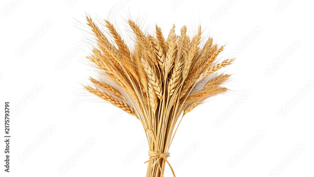 Obraz premium Bunch of dry golden wheat ears stalks isolated on transparent background for traditional agricultural harvest baking.