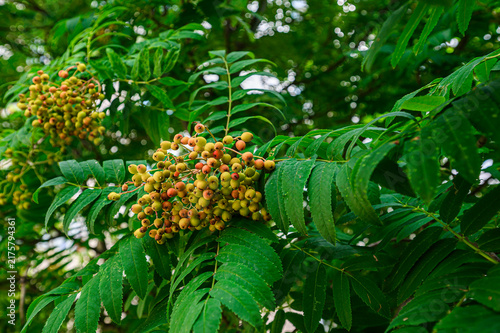 Fotografía Cluster of ripening rowan berries in yellow‑red hues amid lush pinnate green leaves