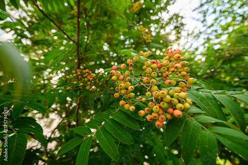 Photography Clusters of ripening rowan berries in warm orange‑yellow tones nestle among glos