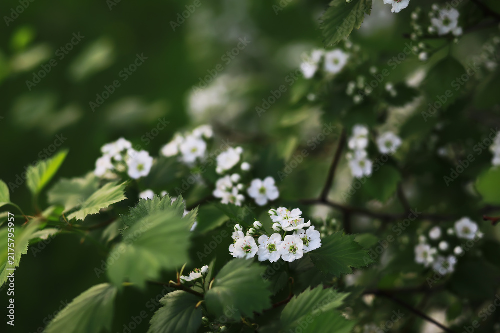 Obraz premium Spring bloom. The first flowers against the background of green spring.