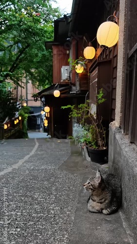 黒川温泉の小猫　早朝