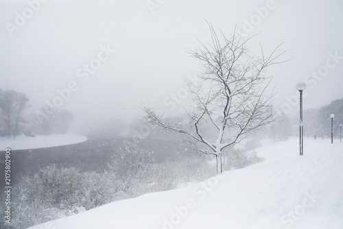 Obraz na plátně Serene Winter Landscape: Snow-Covered Park with Bare Trees and Lampposts along a
