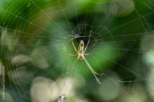 Obraz na płótnie Decorative Vleispider rests at the center of an intricate circular web surrounded by lush green vegetation and soft natural light