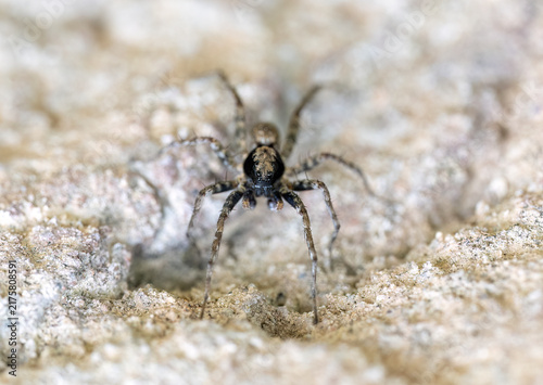 Obraz na plátně Close view of a wolf spider exploring textured rocky ground while its subtle coloration provides effective natural camouflage