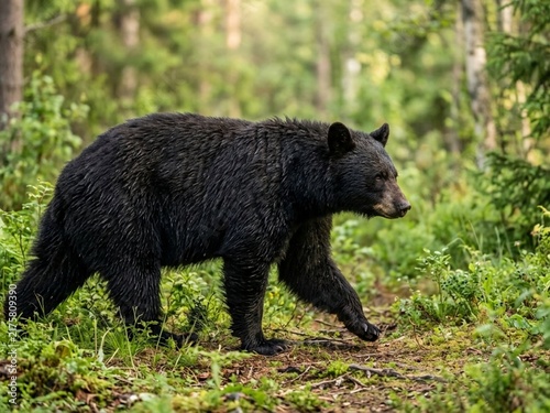 Obraz na płótnie Black bear walking through green forest undergrowth.