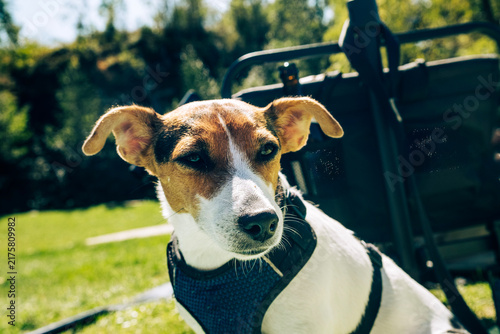 A beautiful Jack Russell dog with white and brown fur pictured on a lawn during an outdoor holiday