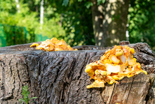 Fotografía Large clusters of bright yellow fungi, sulphur shelf mushroom Laetiporus sulphur