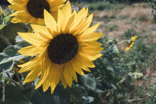 Bright yellow sunflowers Helianthus annuus blooming in summer field under sunlight