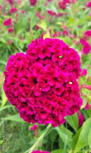 Crested Celosia