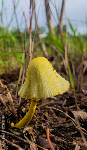 Poison mushroom
