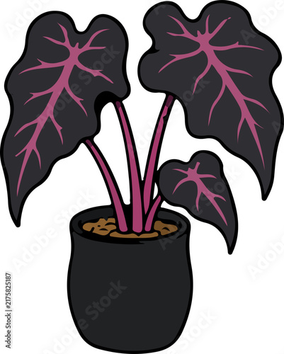 Spooky Purple Veined Plant in Black Pot