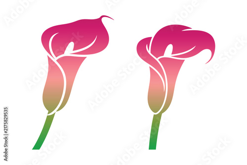 Calla lily flowers vector graphic
