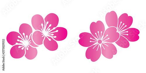 Sakura flowers silhouette