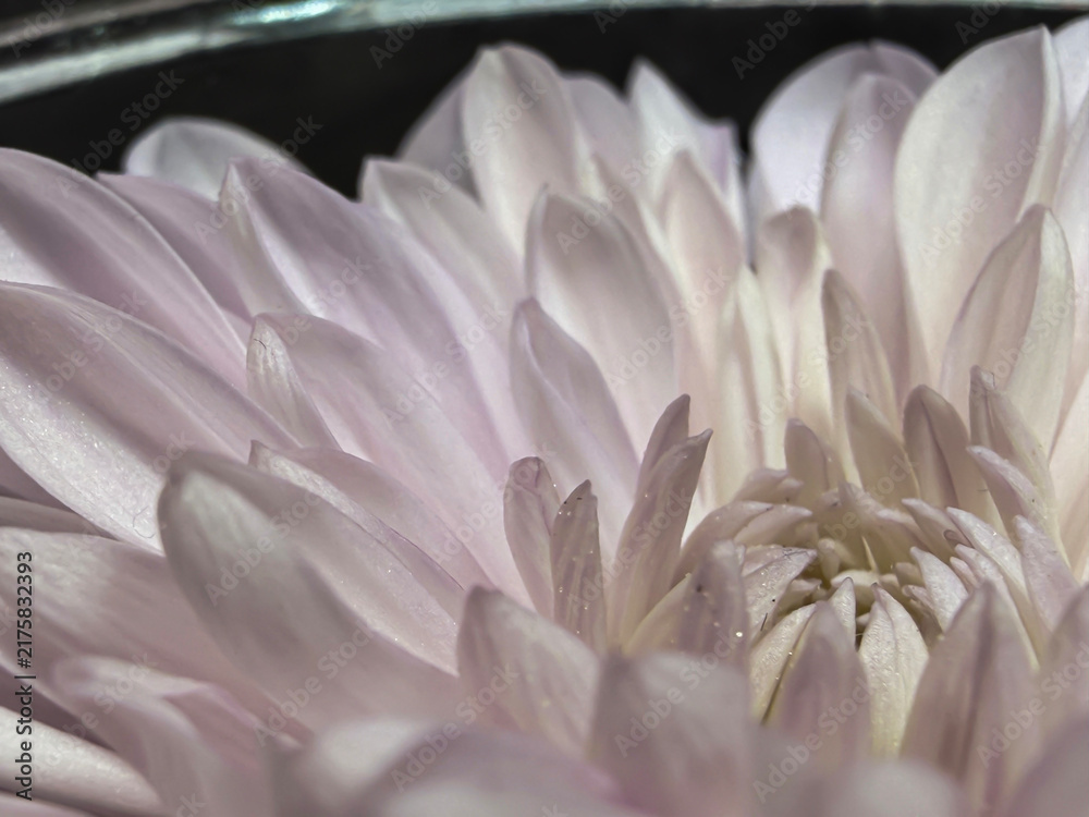 Fototapeta premium White Chrysanthemum Floating at Top of Clear Mason Jar With Water Against Dark Background