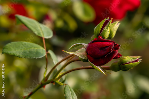 Naklejka dark Red