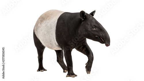 Fotografie Asian tapir wild exotic mammal walking isolated on transparent background for nature zoology wildlife education