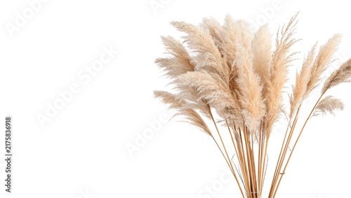 Bild auf Leinwand Fluffy beige pampas grass dried floral stems isolated on transparent background for boho modern interior home decor