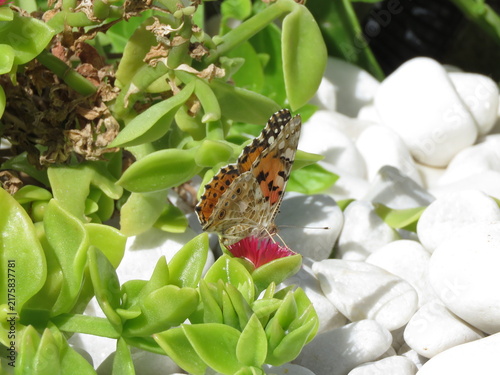 Bild auf Leinwand Painted Lady Butterfly (Vanessa Cardui) pollinating baby sun rose plant flower (