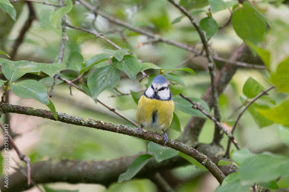 Obraz premium Birds of Germany - Cyanistes caeruleus - Blue Tit Perched on Woodland Branch