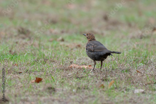 Foto Birds of Germany - Turdus merula - Juvenile Common Blackbird Standing in Meadow