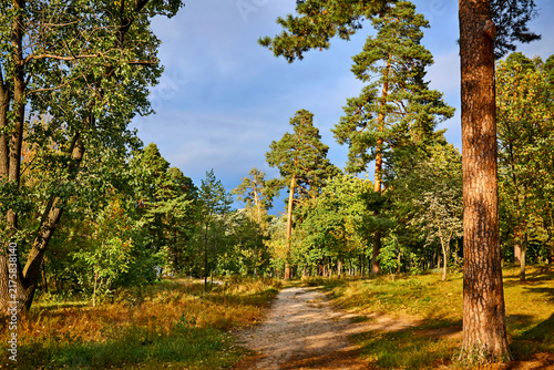 Summer rural forest road, pines on a warm day.