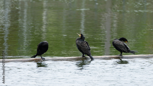 Birds of Germany - Phalacrocorax carbo - Great Cormorants Resting on Floating Log