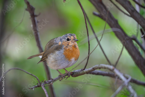 фотографія Birds of Germany - Erithacus rubecula - Juvenile European Robin Perched on Woodl