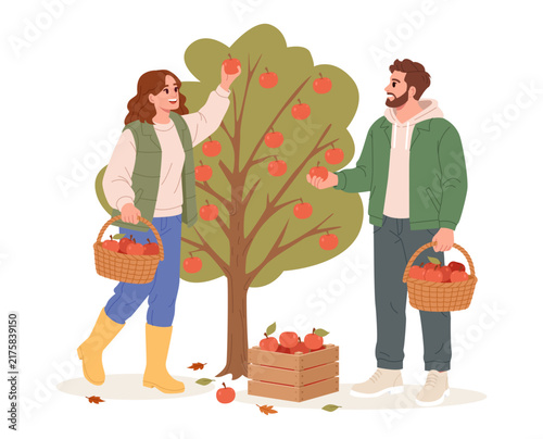 Couple Picking Fresh Apples Together in an Autumn Orchard. Flat Vector Illustration.