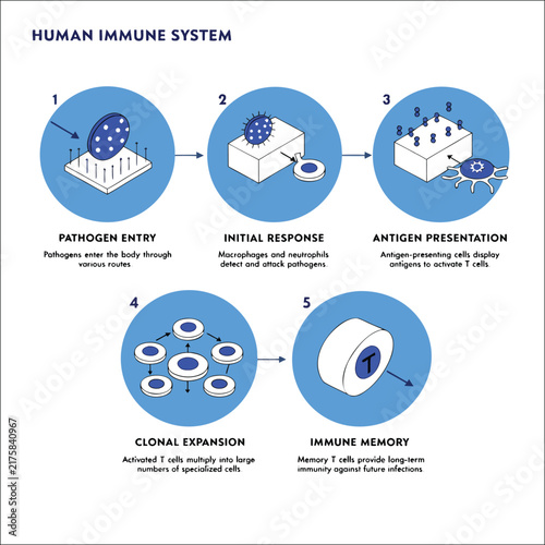 5-Stage Human Immune System Infographic Process Flowchart for Medical Education