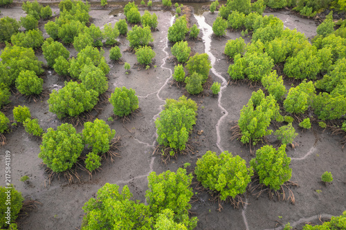 Aerial view of a coastal mangrove forest with exposed roots during low tide in Aceh Province, Indonesia.