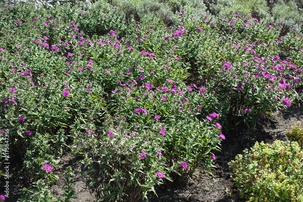 Naklejka premium Magenta colored flowers of Michaelmas daisies in September