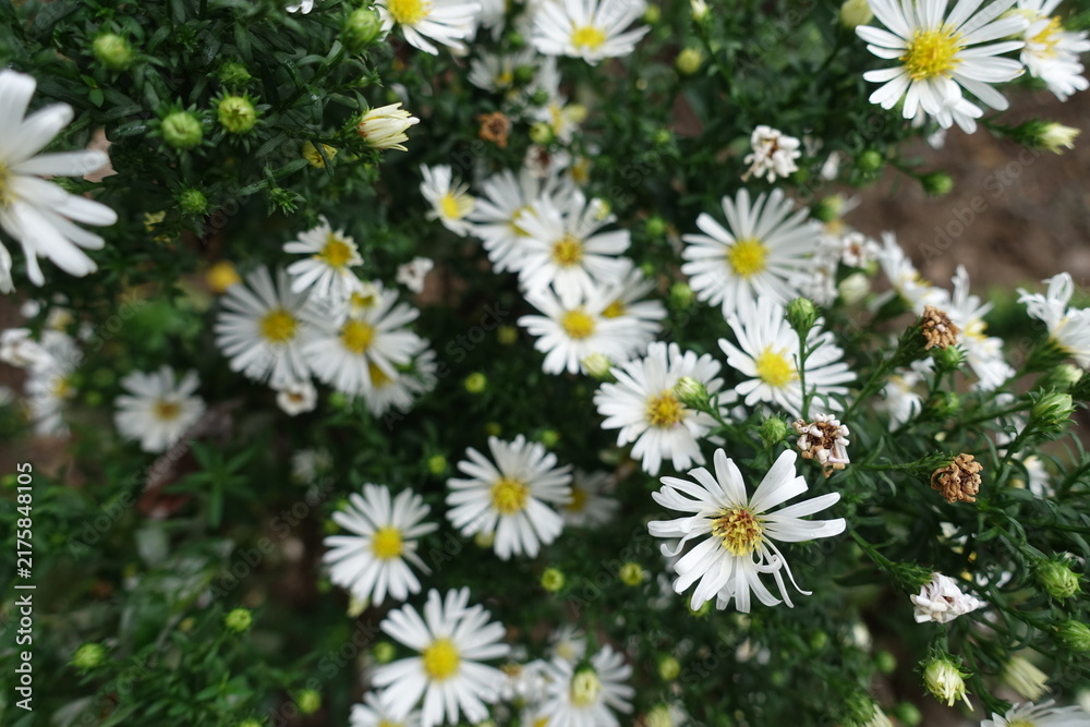 Obraz premium White flowers and buds of Michaelmas daisies in September