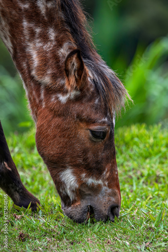 Принти на полотні A young foal with a mottled brown and white coat as it grazes on grass