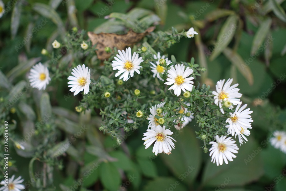 Obraz premium White flowers and buds of Michaelmas daisies in September