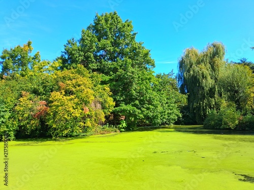 Small lake pond lined with trees covered green algae