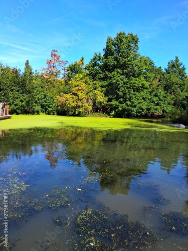 Small lake pond lined with trees covered green algae