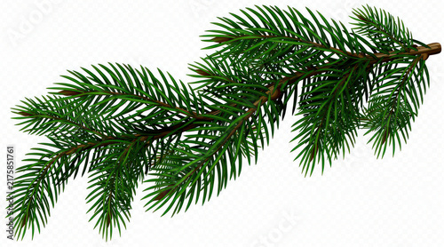Green spruce branch isolated on transparent background