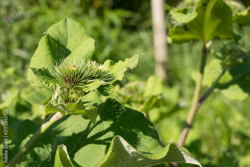 Foto A spiky green burdock burr clinging to a thick stem surrounded by large broad leaves
