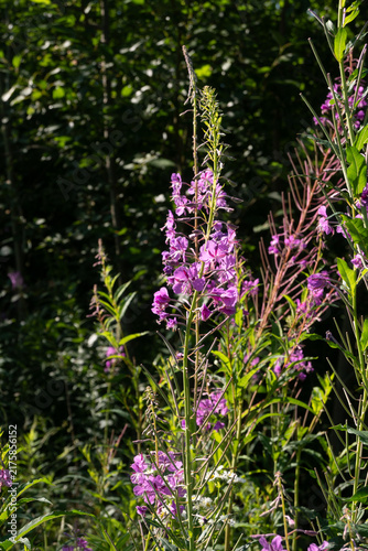 Canvas Print Vertical shot of fireweed with purple flowers and elongated seed pods on a tall stem