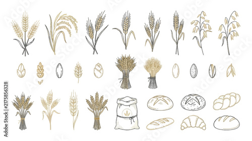 Harvest Agriculture Wheat Grain Botanical Farm Food Line Art Vector Collection