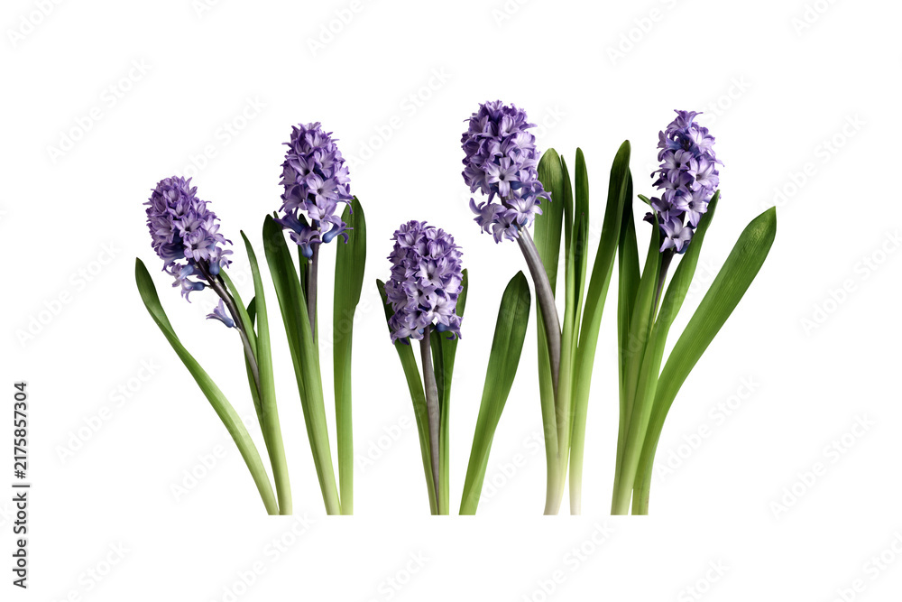 Obraz premium beautiful purple hyacinth flowers with green leaves on transparent background PNG 