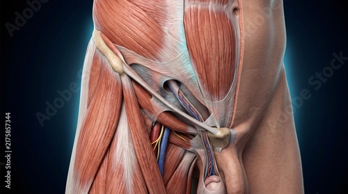Plakat w ramie Anatomical illustration of male pelvic region muscles, nerves, and blood vessels