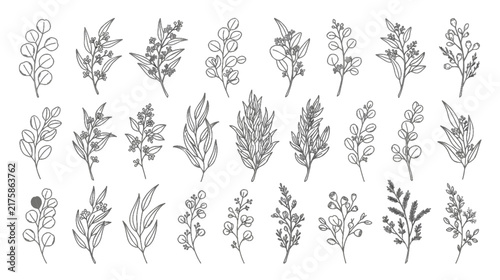 Eucalyptus Branches Botanical Leaves Minimal Line Art Vector Collection